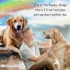 imageTONY ampamp SANDY Dog Memorial Gifts Pet Sympathy Rainbow Bridge Pet Memorial Bracelet for Men Women Girls Who Loss of Beloved Dog CatBlack Onyx  Tiger Eye