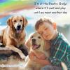 imageTONY ampamp SANDY Dog Memorial Gifts Pet Sympathy Rainbow Bridge Pet Memorial Bracelet for Men Women Girls Who Loss of Beloved Dog CatBlack White
